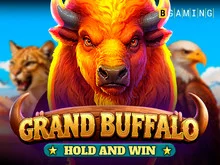 Buffalo King